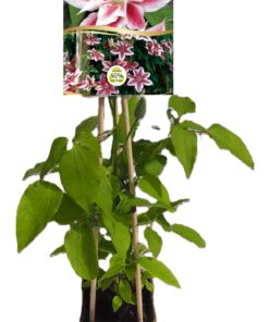 Alternative view of Clematis Andromeda (wielkokwiatowy) P9/C1