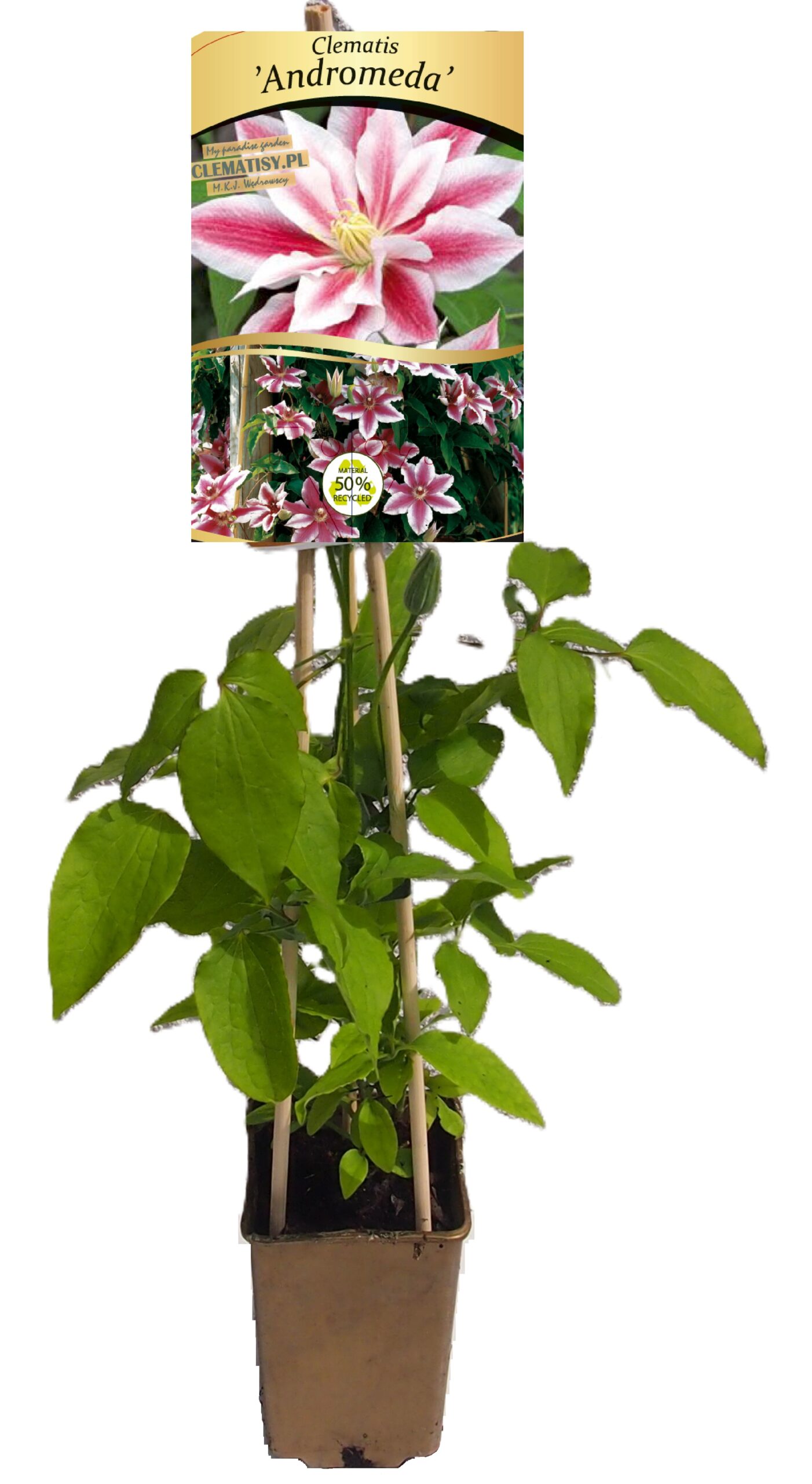 Clematis Andromeda (wielkokwiatowy) P9/C1 - obrazek 2