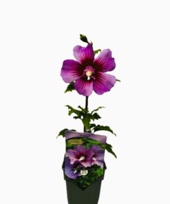 Alternative view of Ketmia syryjska (Hibiskus) 'Maike' P9/C1