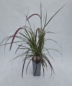 Rozplenica obca ‘Rubrum’ poj. C2 - obrazek 3