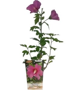Ketmia syryjska (Hibiskus) 'Pink Giant' P9/C1 - obrazek 5