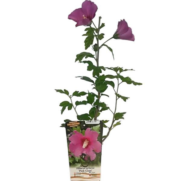 Ketmia syryjska (Hibiskus) 'Pink Giant' P9/C1 - obrazek 5
