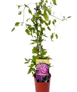 Clematis Bees Jubilee poj, 4 L - obrazek 3