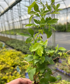 Clematis Mary Rose poj, 4L