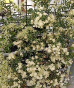 Clematis botaniczny Early Sensation poj. 2L - obrazek 7