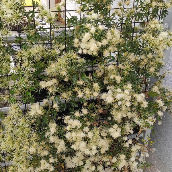 Clematis botaniczny Early Sensation poj. 2L - obrazek 7
