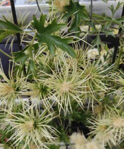 Clematis botaniczny Early Sensation P9/C1 - obrazek 6