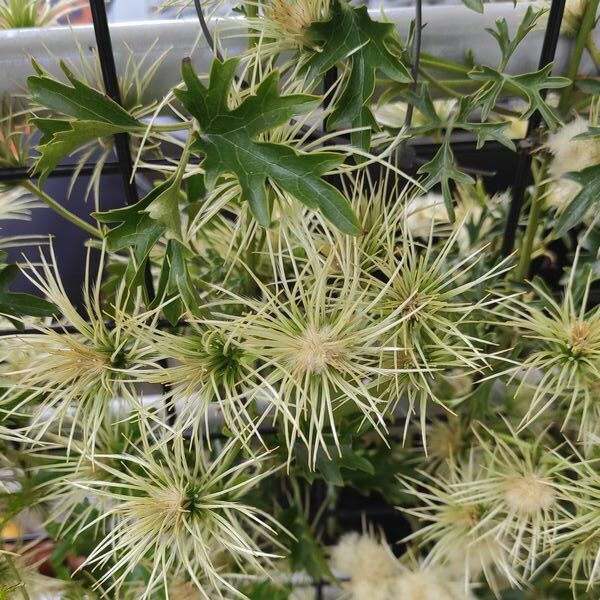 Clematis botaniczny Early Sensation P9/C1 - obrazek 6