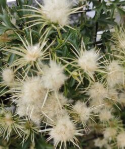 Clematis botaniczny Early Sensation poj. 4L - obrazek 7