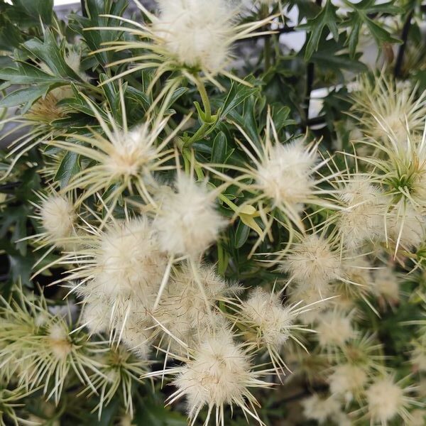 Clematis botaniczny Early Sensation poj. 2L - obrazek 5