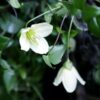 Clematis Cirrhosa 'Jingle Bells' P9/C1