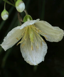 Clematis Cirrhosa 'Jingle Bells' poj. 2L - obrazek 3