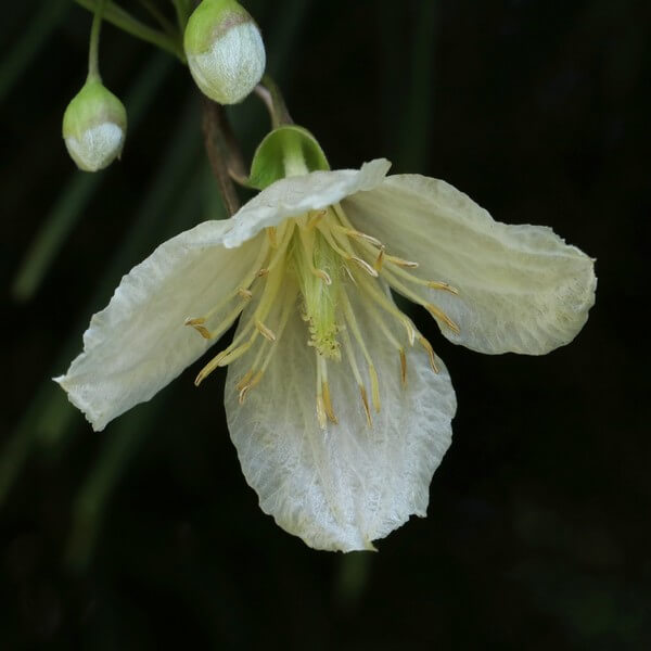 Clematis Cirrhosa 'Jingle Bells' poj. 2L - obrazek 3