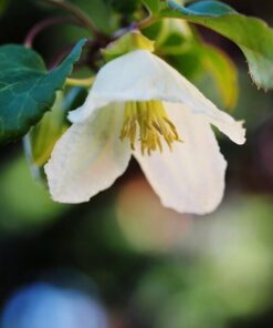 Alternative view of Clematis Cirrhosa 'Jingle Bells' P9/C1