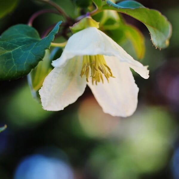 Clematis Cirrhosa 'Jingle Bells' poj. 2L - obrazek 2