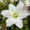 Clematis 'Joe' P9/C1