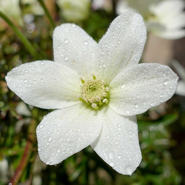 Clematis 'Joe' P9/C1