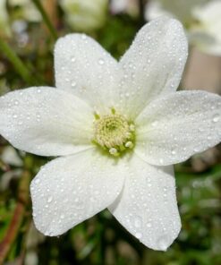 Clematis 'Joe' poj. 2L