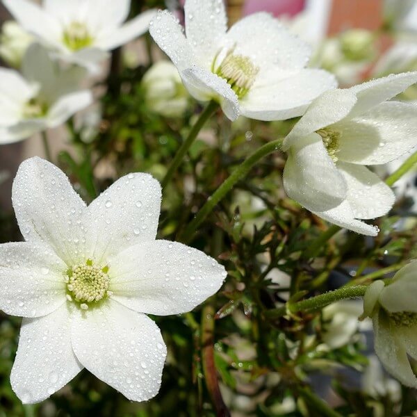 Clematis 'Joe' P9/C1 - obrazek 2