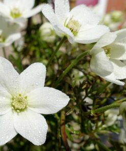 Alternative view of Clematis 'Joe' poj. 2L