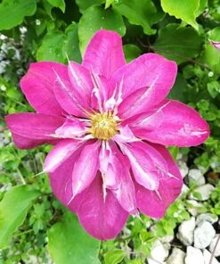 Clematis pełny-półpełny 'Red Star' P9/C1 - obrazek 2