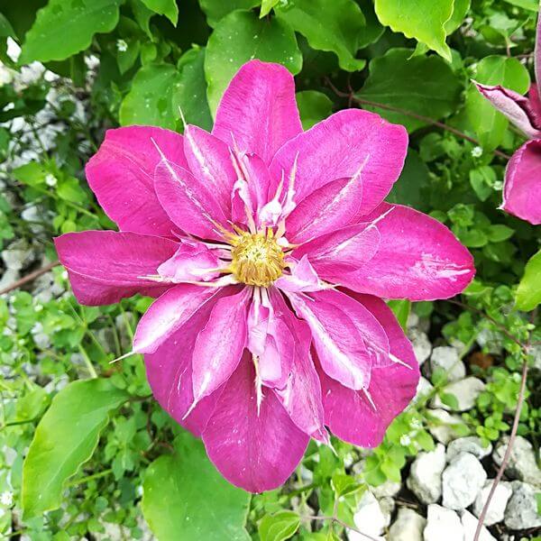 Clematis pełny-półpełny 'Red Star' P9/C1 - obrazek 2