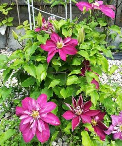 Clematis pełny-półpełny 'Red Star' poj. 2L - obrazek 3