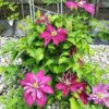 Clematis pełny-półpełny 'Red Star' P9/C1