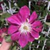Clematis pełny-półpełny 'Red Star' poj. 2L