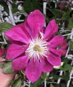 Clematis pełny-półpełny 'Red Star' poj. 4L - obrazek 3