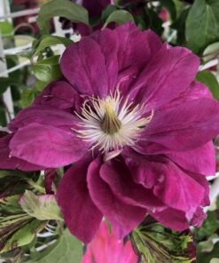 Clematis pełny-półpełny 'Red Star' poj. 4L - obrazek 4