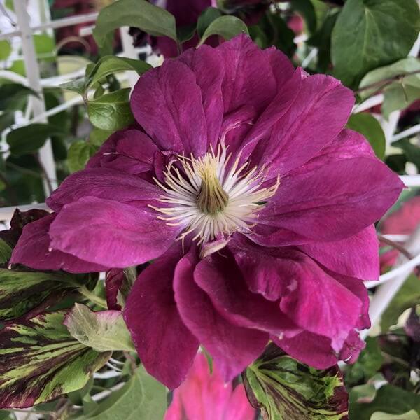 Clematis pełny-półpełny 'Red Star' P9/C1 - obrazek 4