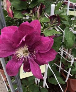 Clematis pełny-półpełny 'Red Star' poj. 2L - obrazek 5
