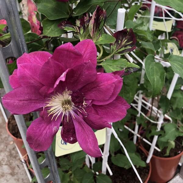 Clematis pełny-półpełny 'Red Star' P9/C1 - obrazek 5