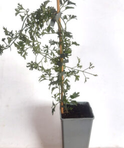 Clematis botaniczny Early Sensation poj. 2L - obrazek 4