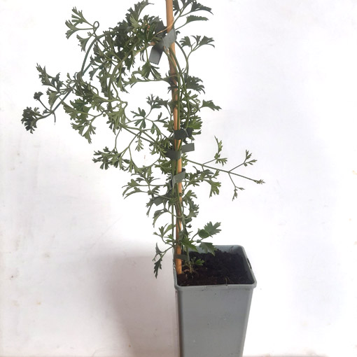 Clematis botaniczny Early Sensation poj. 2L - obrazek 4