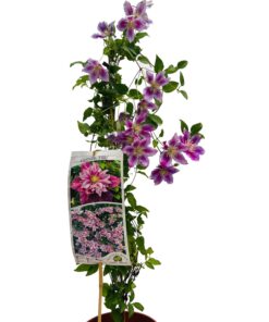 Alternative view of Clematis Piilu (wielkokwiatowy) PEŁNY poj. 4l