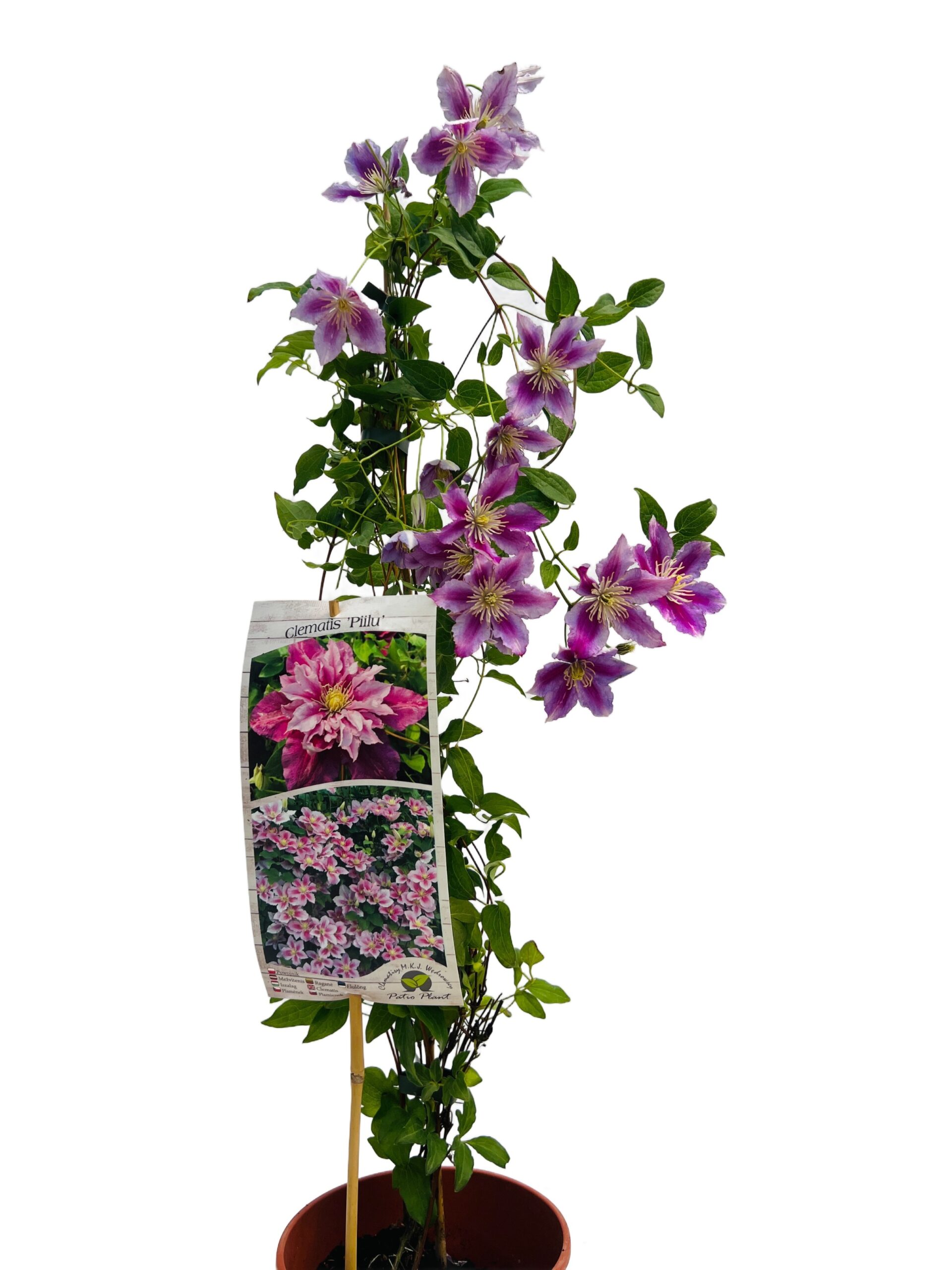 Clematis Piilu (wielkokwiatowy) PEŁNY poj. 4l - obrazek 2