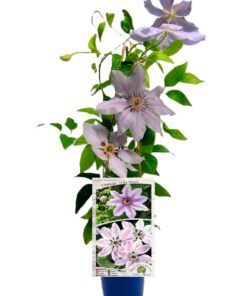 Clematis Nelly Moser (wielkokwiatowy) poj, 4L - obrazek 5