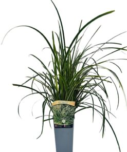 Turzyca Morrowa 'Ice Dance' poj, 2L - obrazek 3