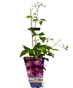 Clematis 'Kakio Pink Champagne' poj, 2L - obrazek 5
