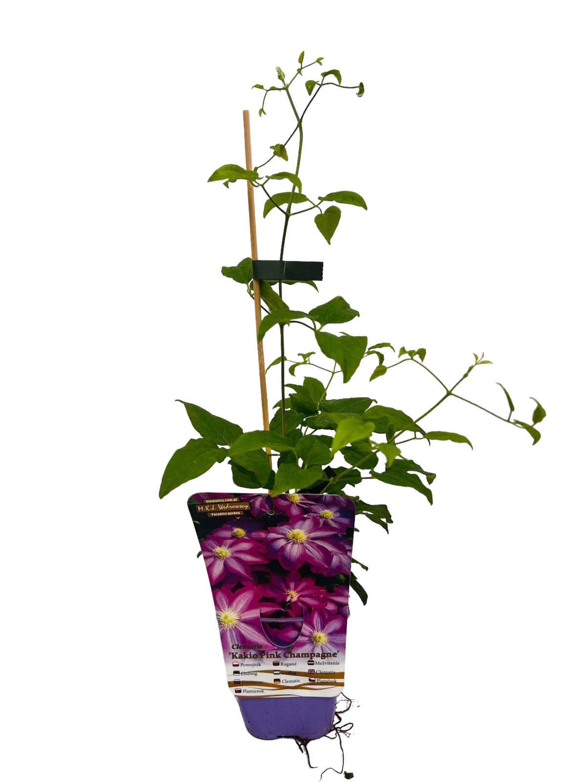 Clematis 'Kakio Pink Champagne' poj, 2L - obrazek 5