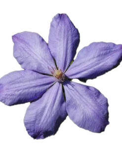 Alternative view of Clematis Mrs Cholmondeley (wielkokwiatowy) poj, 2L