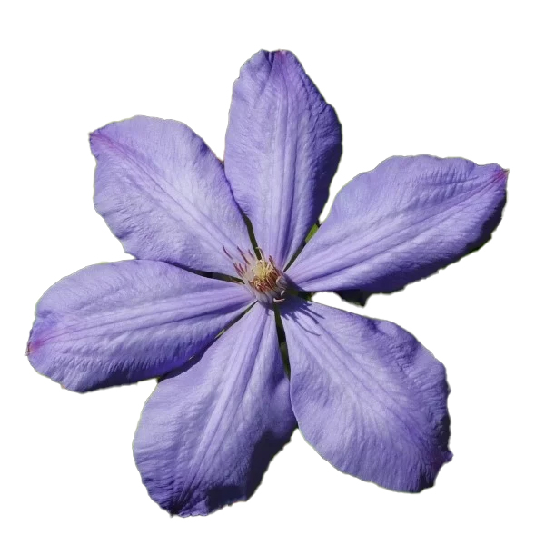 Clematis Mrs Cholmondeley (wielkokwiatowy) poj, 2L - obrazek 2