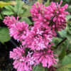 Lilak Miss Canada P9/C1