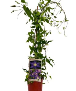 Clematis Lasurstern (wielkokwiatowy) P9/C1 - obrazek 5