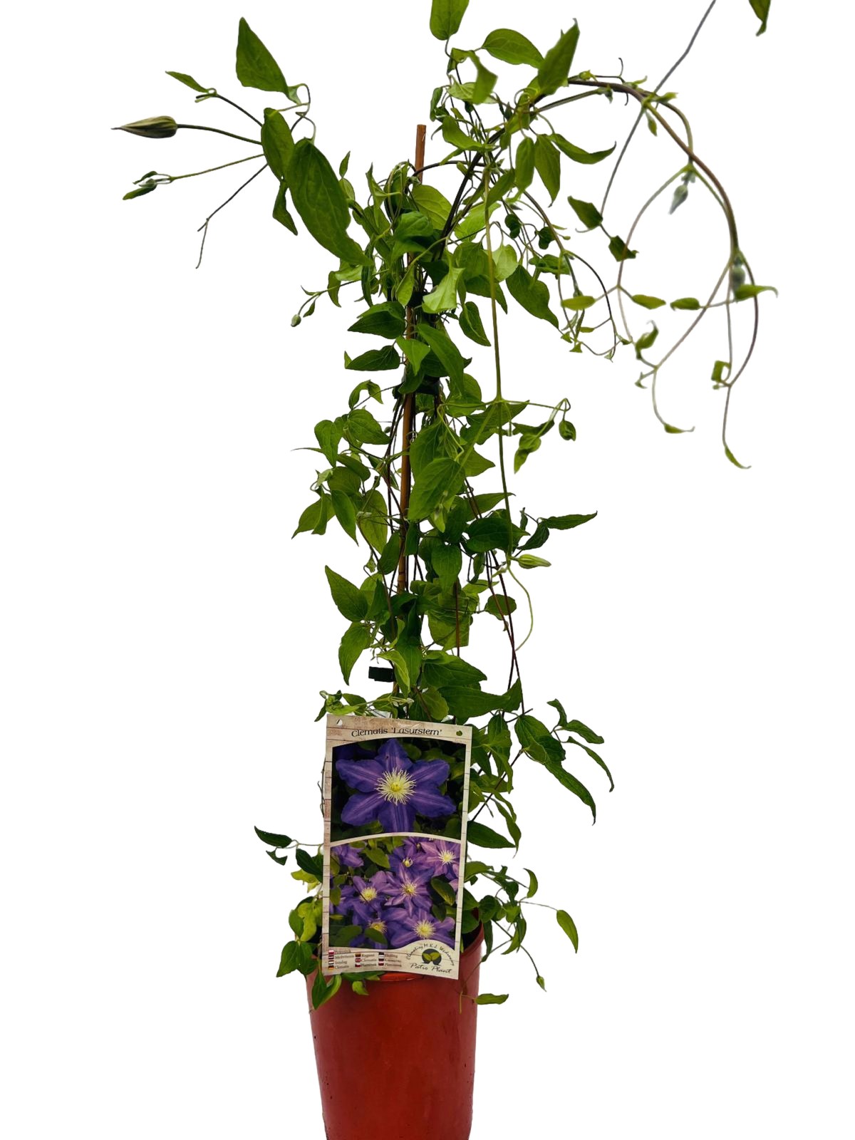 Clematis Lasurstern (wielkokwiatowy) P9/C1 - obrazek 6