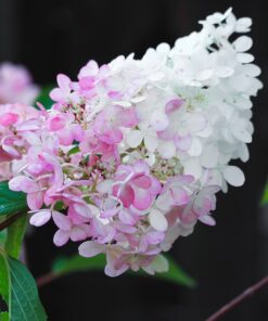 Alternative view of Hortensja bukietowa 'Pink Lady' P9/C1