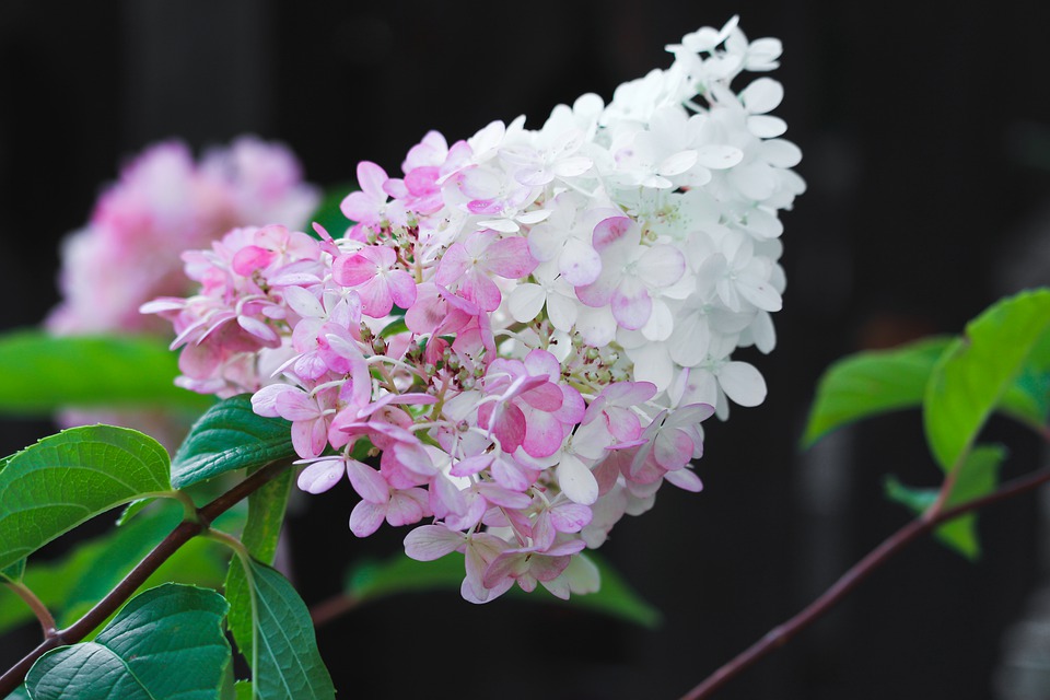 Hortensja bukietowa 'Pink Lady' P9/C1 - obrazek 2