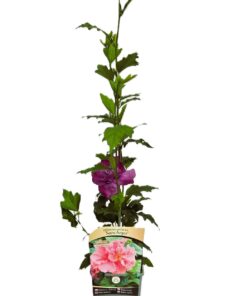 Ketmia syryjska (Hibiskus) ‘Sanchoyo’ P9/C1 - obrazek 3